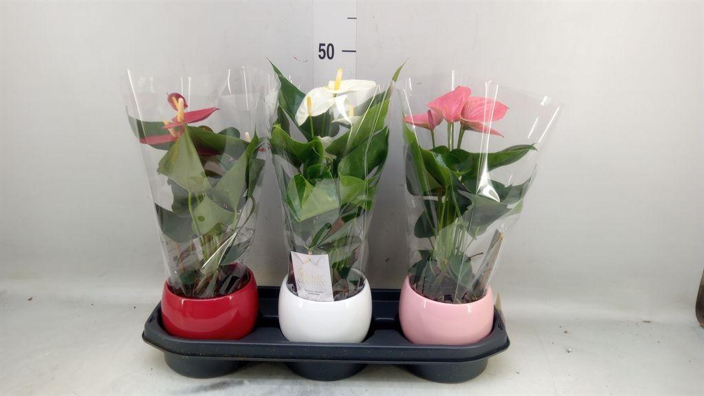 Горшечные цветы и растения оптом Anthurium Andr.   ...mix  3 от 3шт из Голландии с доставкой по России