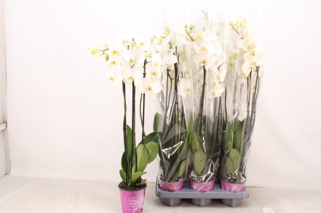 Горшечные цветы и растения оптом Phal Ov Wit от 6шт из Голландии с доставкой по России