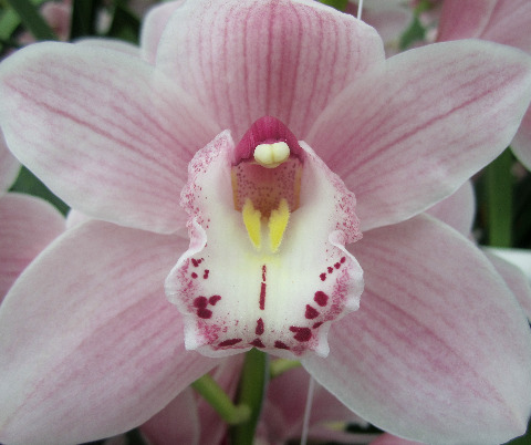 Срезанные цветы оптом Cymbidium pink california delmonte от 2шт из Голландии с доставкой по России