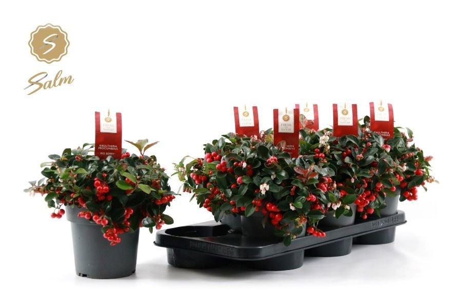Горшечные цветы и растения оптом Gaulth Pr Big Berry от 6шт из Голландии с доставкой по России