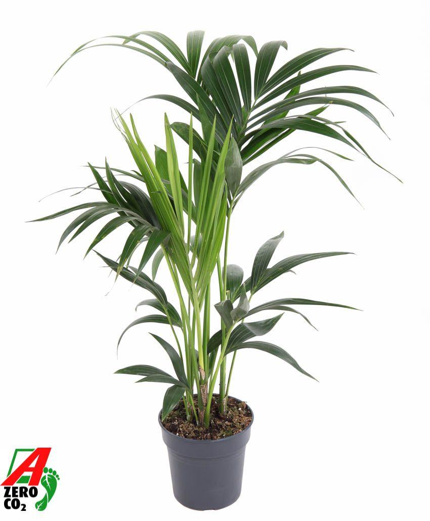 Горшечные цветы и растения оптом Howea Forsteriana 4pp от 1шт из Голландии с доставкой по России Горшечные цветы и растения оптом Howea Forsteriana 4pp от 1шт из Голландии с доставкой по России