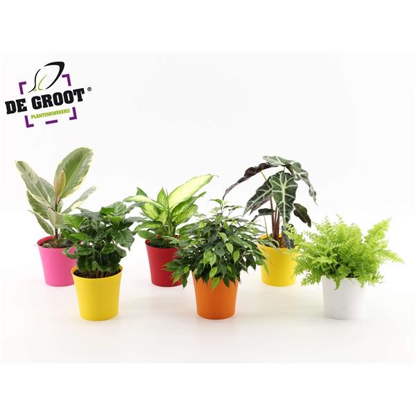 Горшечные цветы и растения оптом Plant Mix (groot) от 8шт из Голландии с доставкой по России