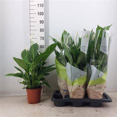 Горшечные цветы и растения оптом Spath Vivaldi 5+ 17cm Pot от 6шт из Голландии с доставкой по России