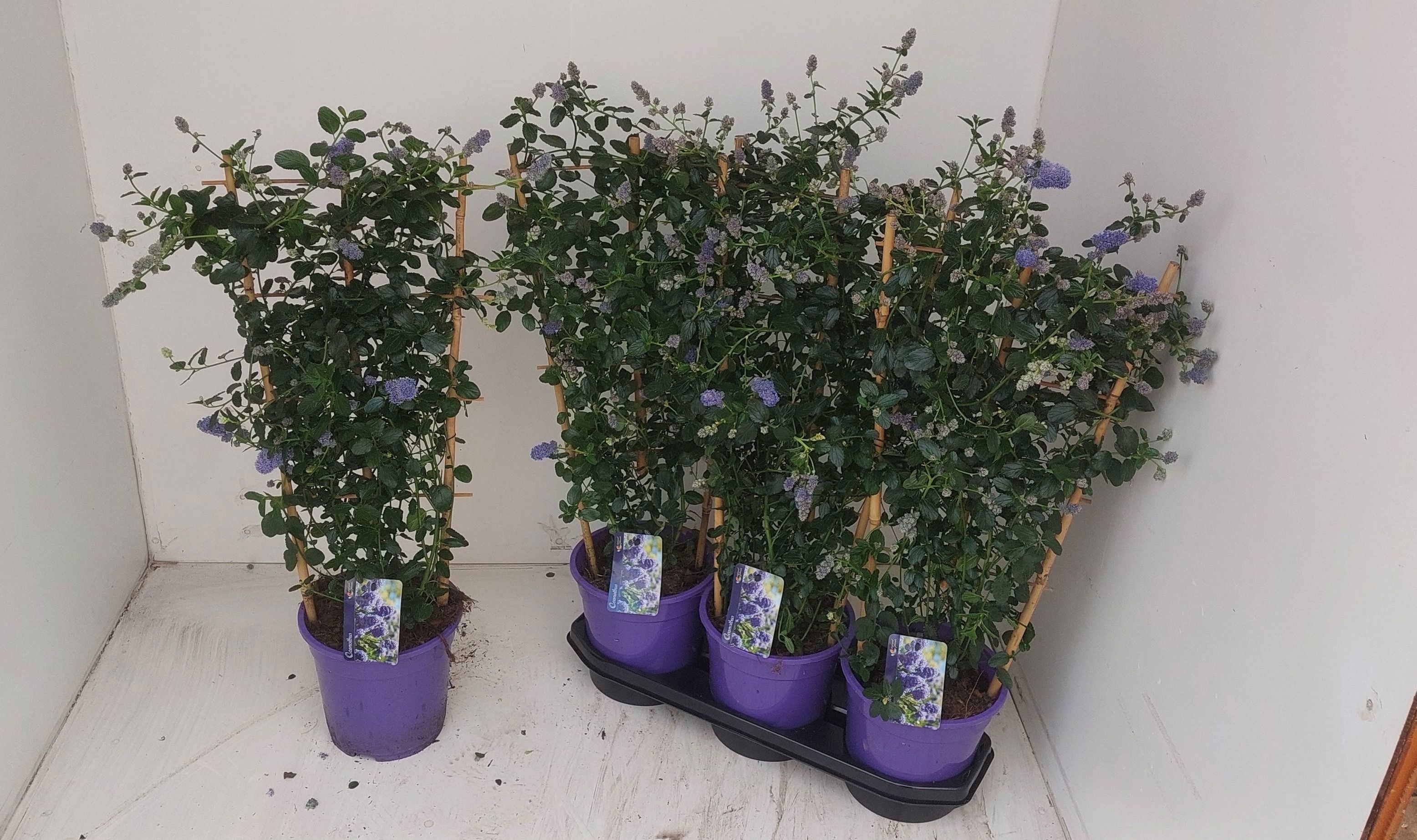 Горшечные цветы и растения оптом Cean Th Repens от 3шт из Голландии с доставкой по России