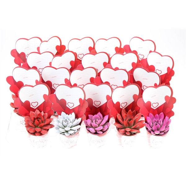 Горшечные цветы и растения оптом Echeveria Mix Rainbow + Little Love от 20шт (для телеги) из Голландии с доставкой по России