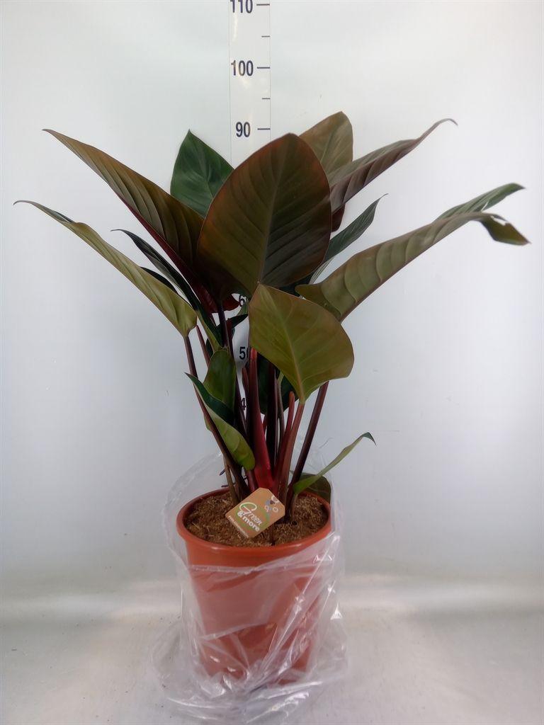 Горшечные цветы и растения оптом Philodendron   ... от 1шт из Голландии с доставкой по России