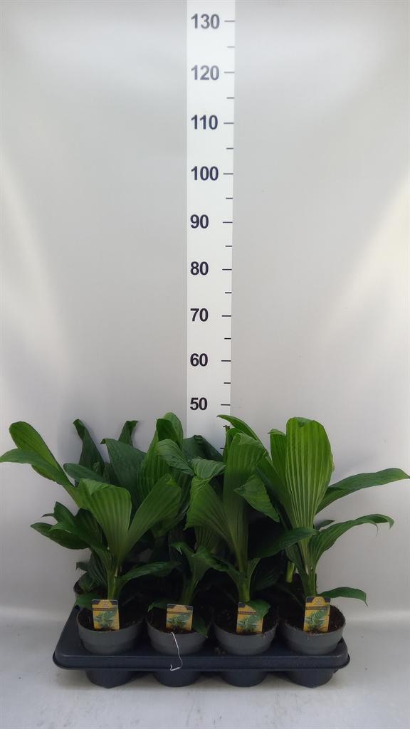 Горшечные цветы и растения оптом Planten ...green L% от 8шт из Голландии с доставкой по России