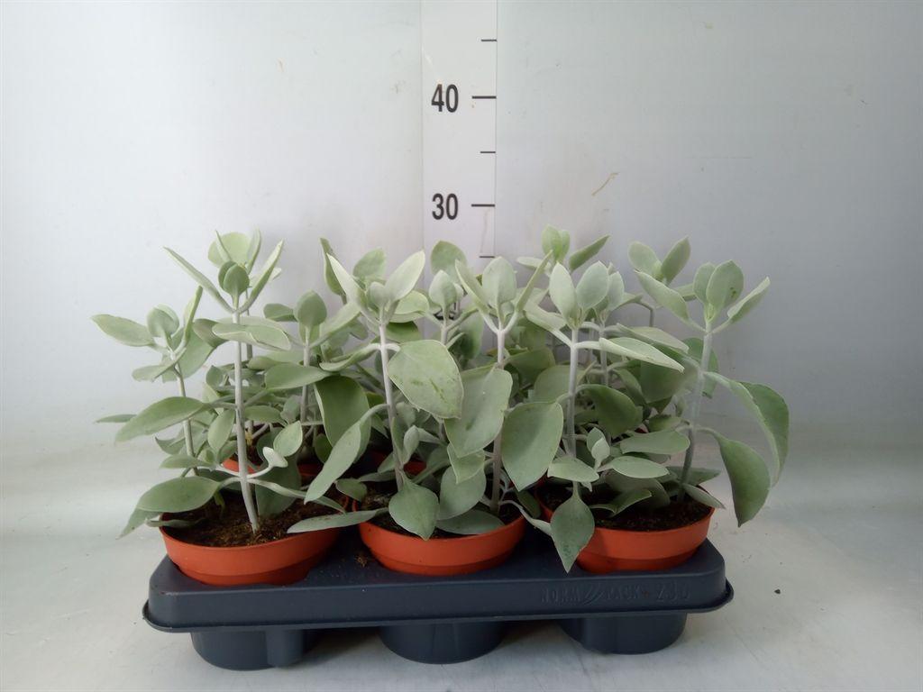 Горшечные цветы и растения оптом Kalanchoe Nf   ... от 6шт из Голландии с доставкой по России