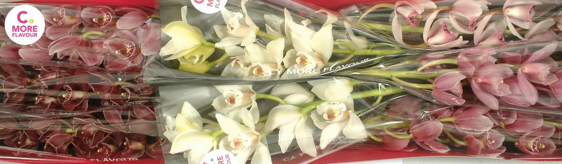 Срезанные цветы оптом Minicymbidium mix mothers day от 8шт из Голландии с доставкой по России