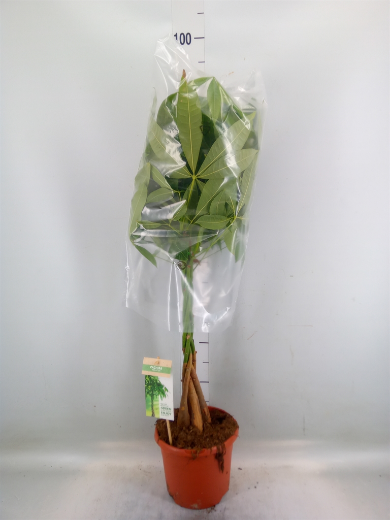 Горшечные цветы и растения оптом Pachira Aquatica от 1шт из Голландии с доставкой по России