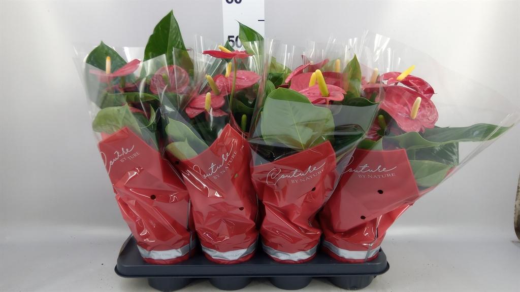 Горшечные цветы и растения оптом Anthurium Andr. turenza от 8шт из Голландии с доставкой по России