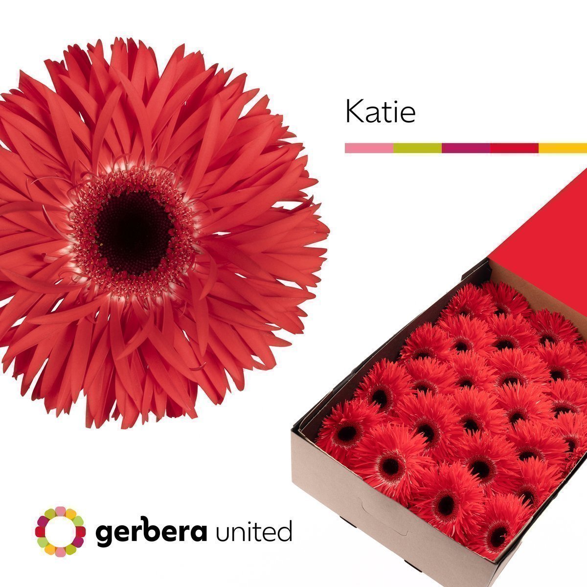 Срезанные цветы оптом Gerbera gerspider katie+ от 50шт из Голландии с доставкой по России