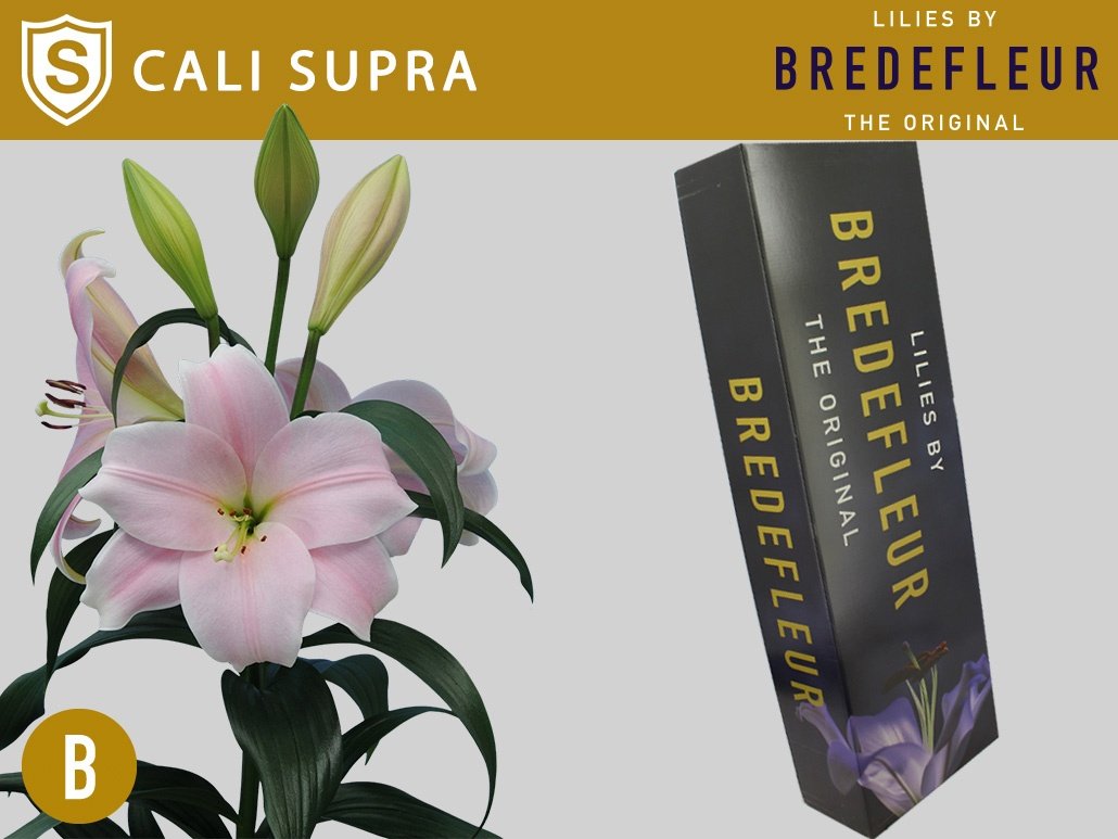 Срезанные цветы оптом Lilium lo cali от 60шт из Голландии с доставкой по России