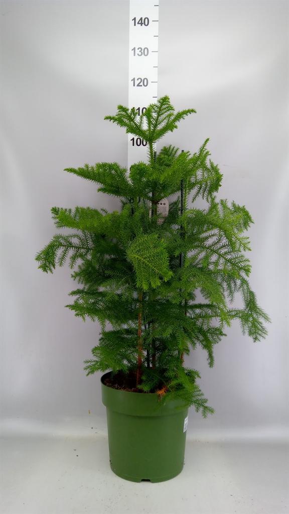 Горшечные цветы и растения оптом Araucaria Heterophylla A от 1шт из Голландии с доставкой по России