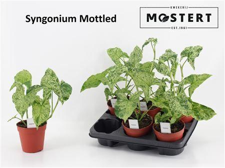 Горшечные цветы и растения оптом Syng Mottled от 6шт из Голландии с доставкой по России