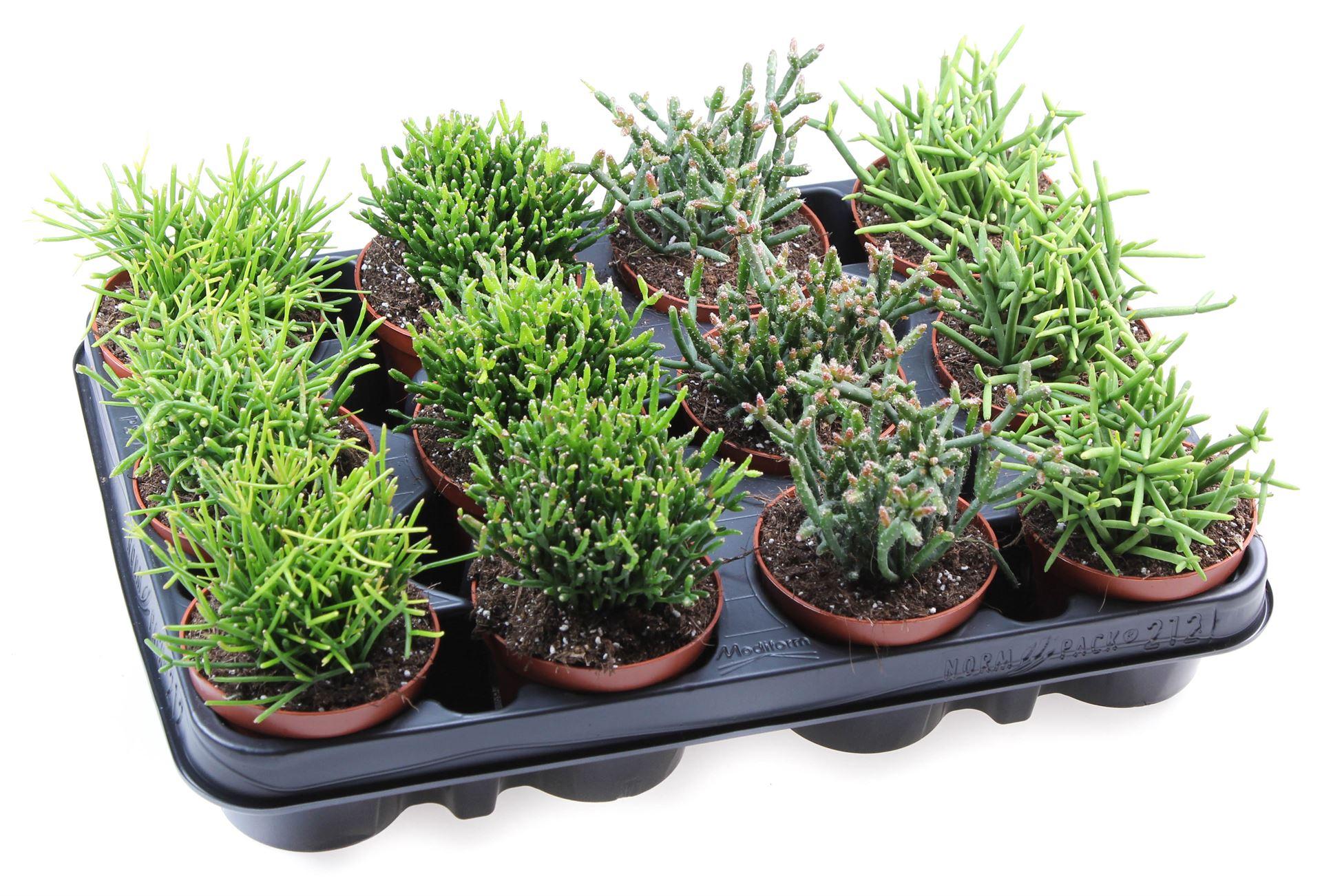 Горшечные цветы и растения оптом Rhipsalis   ...mix от 12шт (для телеги) из Голландии с доставкой по России