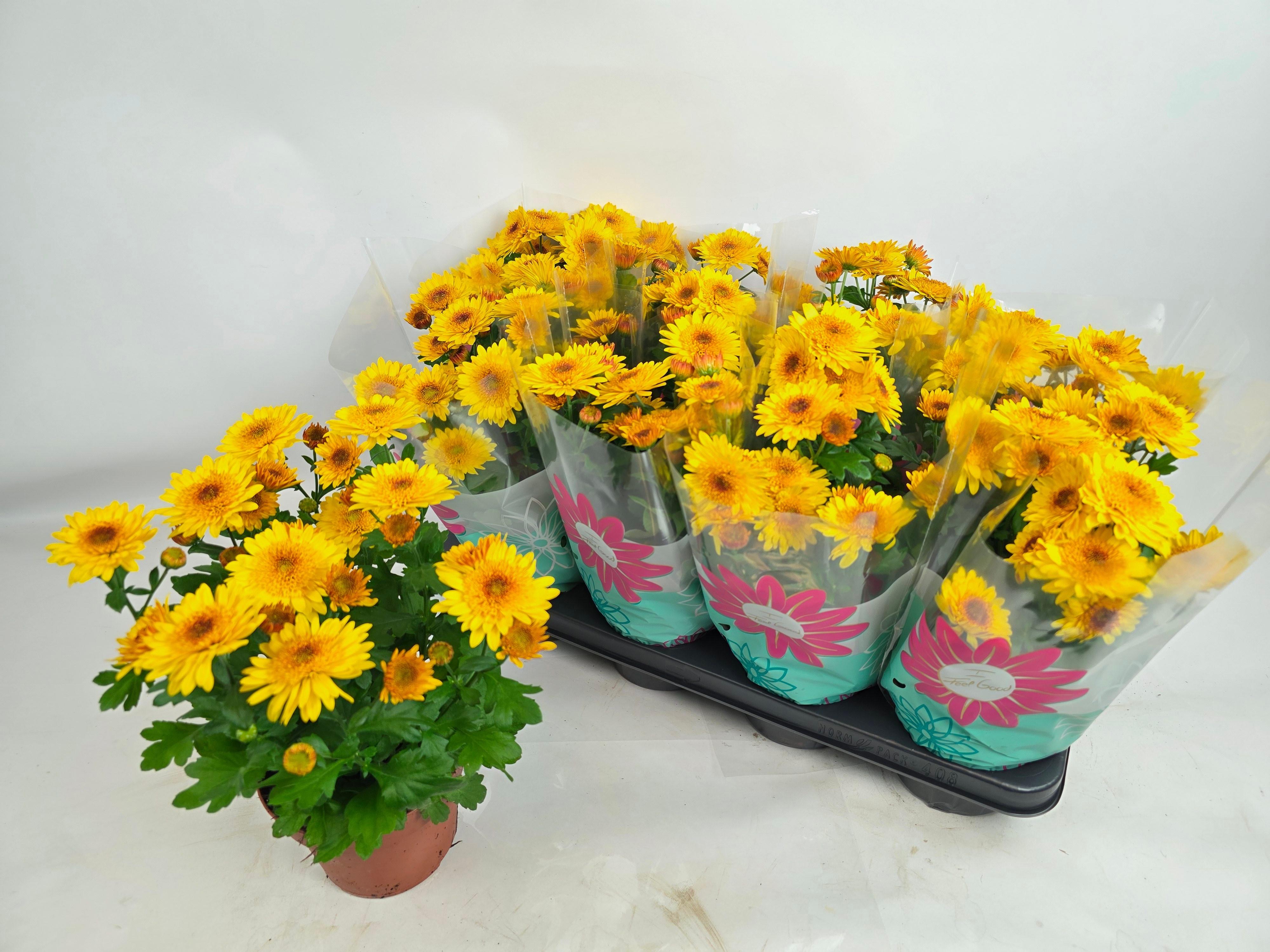 Горшечные цветы и растения оптом Chrys Splash Yellow от 8шт из Голландии с доставкой по России