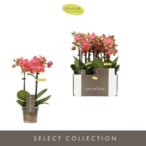 Горшечные цветы и растения оптом Phal 2st Optifriend Gwen 10+ (opti) от 8шт (для телеги) из Голландии с доставкой по России