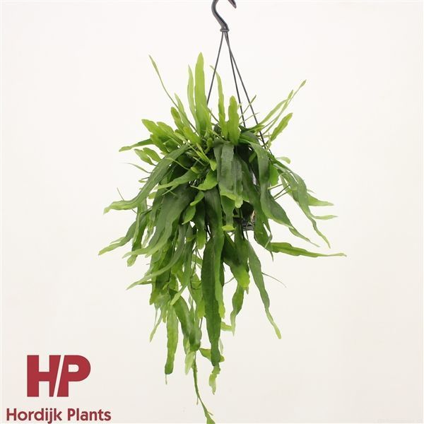 Горшечные цветы и растения оптом Epiphyllum Pumilum Hanging Pot от 7шт из Голландии с доставкой по России