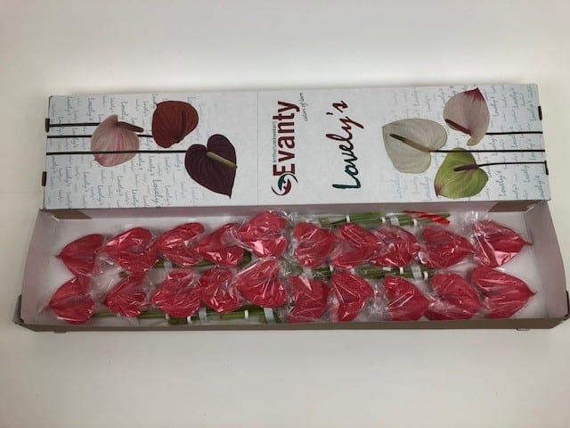 Срезанные цветы оптом Anthurium pink lady от 20шт из Голландии с доставкой по России