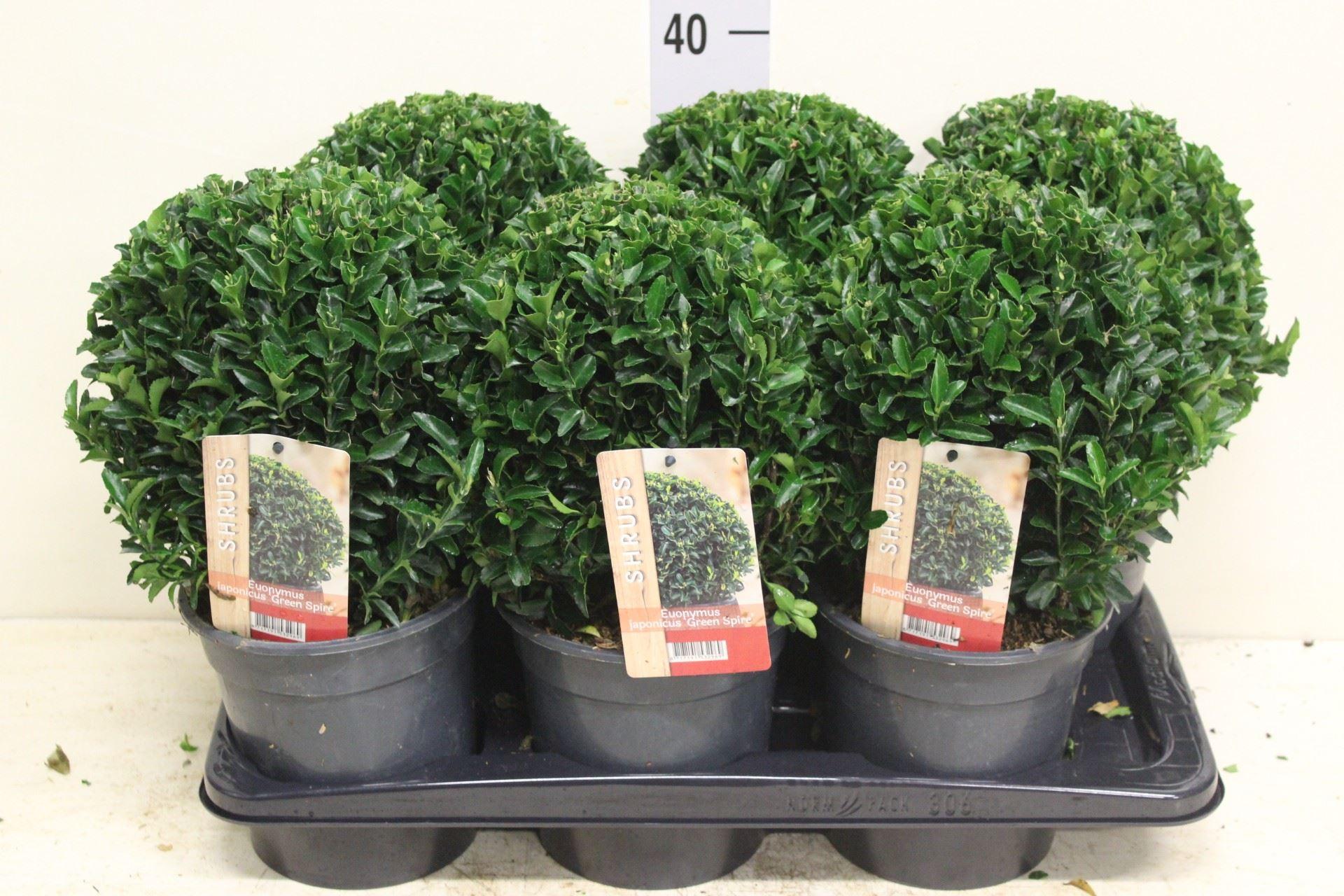 Горшечные цветы и растения оптом Euonymus Japon. green Spire от 6шт из Голландии с доставкой по России