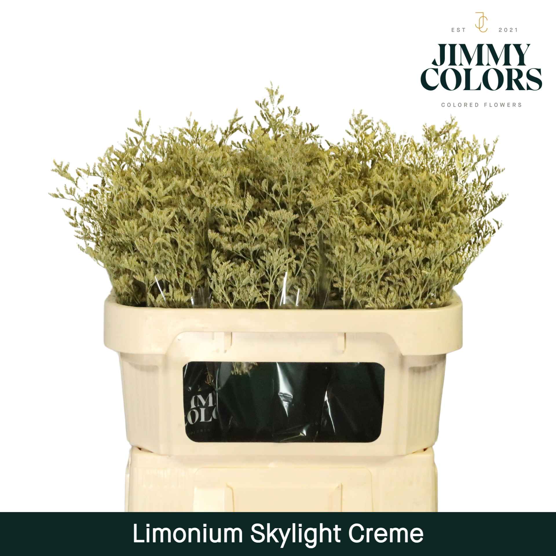 Срезанные цветы оптом Limonium paint cream от 75шт из Голландии с доставкой по России
