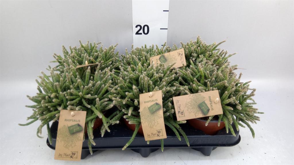 Горшечные цветы и растения оптом Rhipsalis Baccifera Subsp. Horrida от 6шт из Голландии с доставкой по России