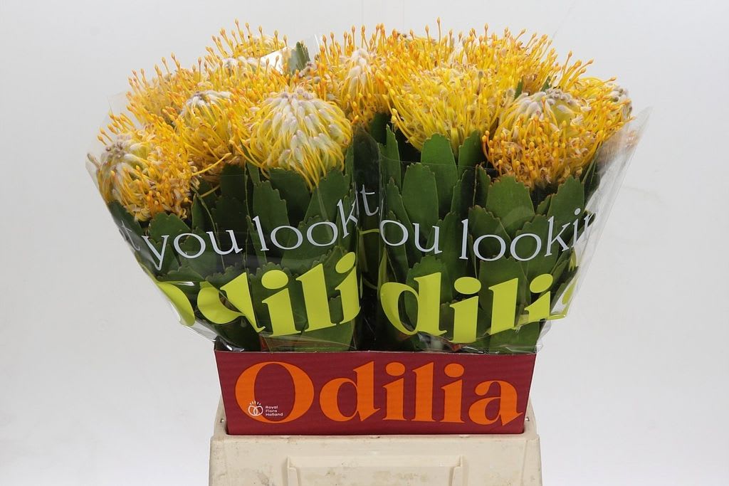 Срезанные цветы оптом Nutans joti от 30шт из Голландии с доставкой по России