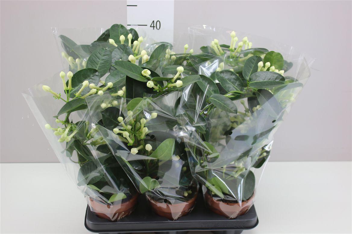 Горшечные цветы и растения оптом Stephanotis Fleur Parfum 7-8 от 6шт из Голландии с доставкой по России