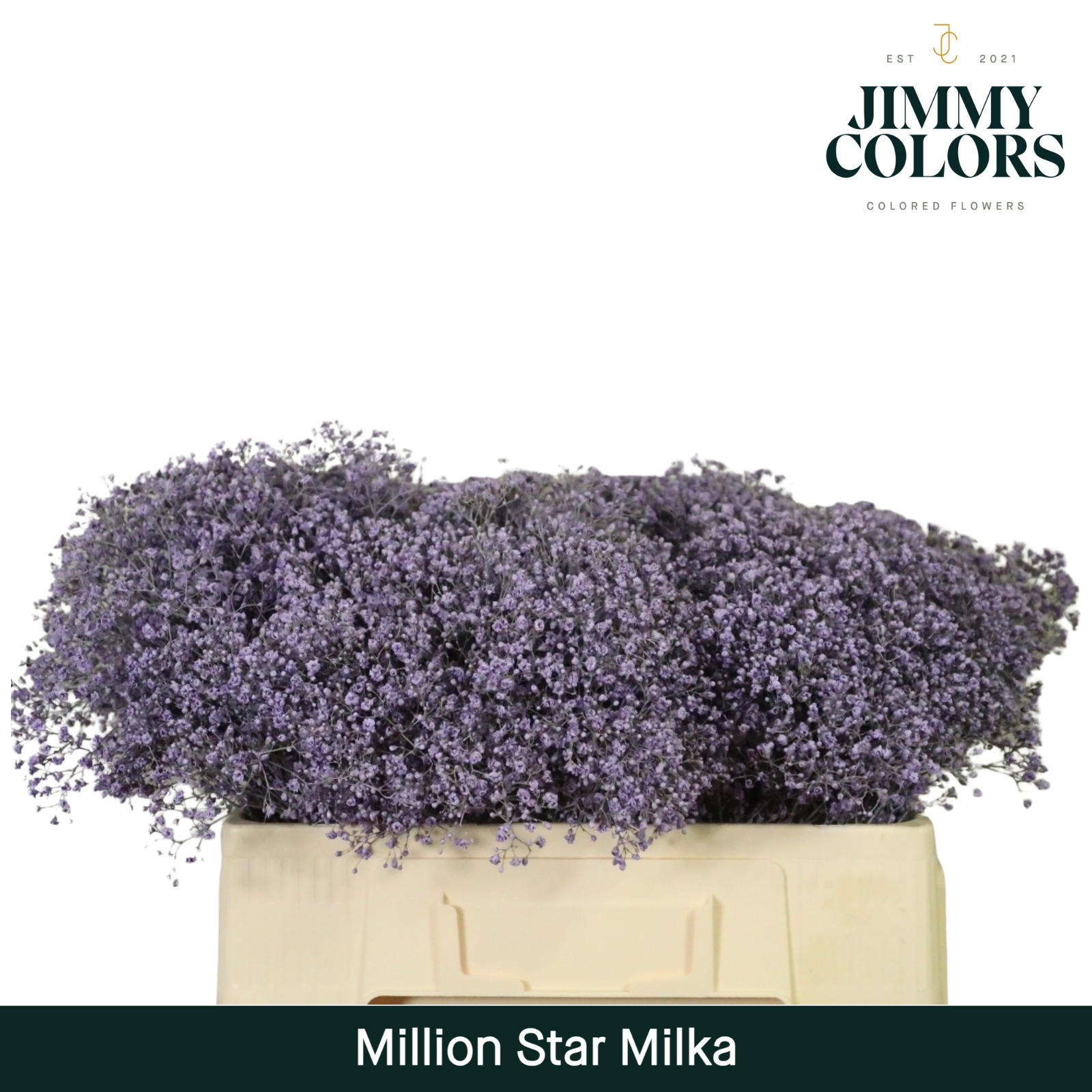 Срезанные цветы оптом Gyps fine paint milka от 100шт из Голландии с доставкой по России