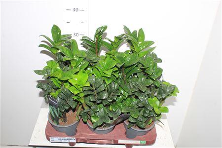 Горшечные цветы и растения оптом Zamioculcas Zenzi 12 Cm Decorum, 5 от 6шт из Голландии с доставкой по России