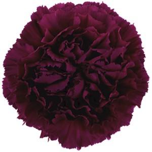 Срезанные цветы оптом Dianthus st golem от 80шт из Голландии с доставкой по России