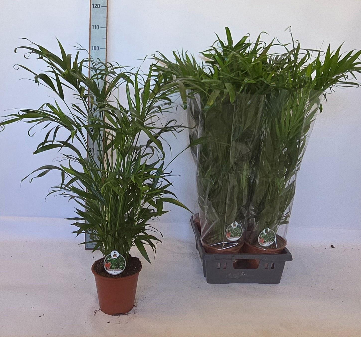 Горшечные цветы и растения оптом Chamaedorea Cataractarum от 5шт из Голландии с доставкой по России