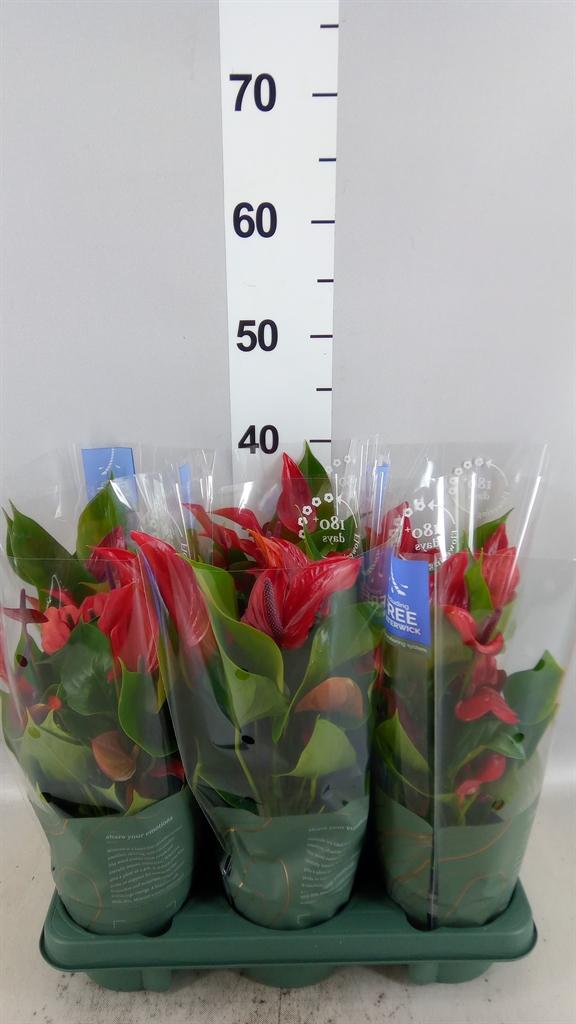 Горшечные цветы и растения оптом Anthurium banderola Lava от 6шт из Голландии с доставкой по России