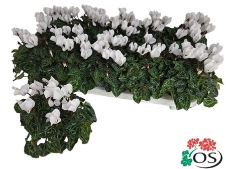 Горшечные цветы и растения оптом Cycl Kl Sup Carino White от 10шт (для телеги) из Голландии с доставкой по России