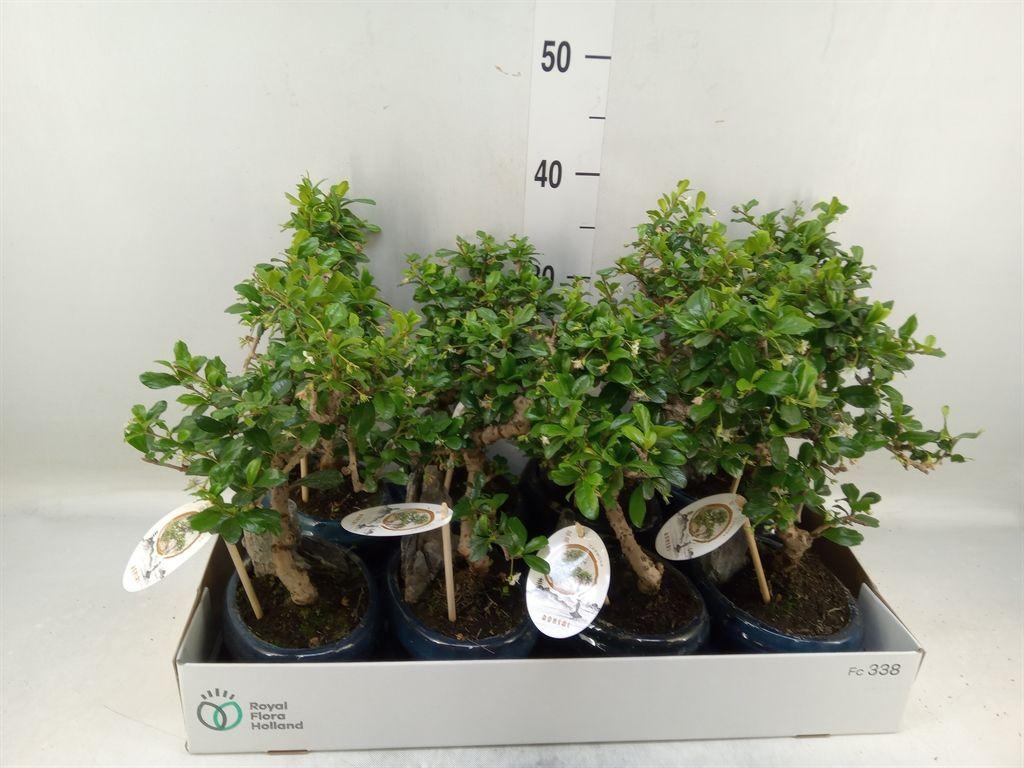 Горшечные цветы и растения оптом Bonsai   ...mix от 8шт из Голландии с доставкой по России