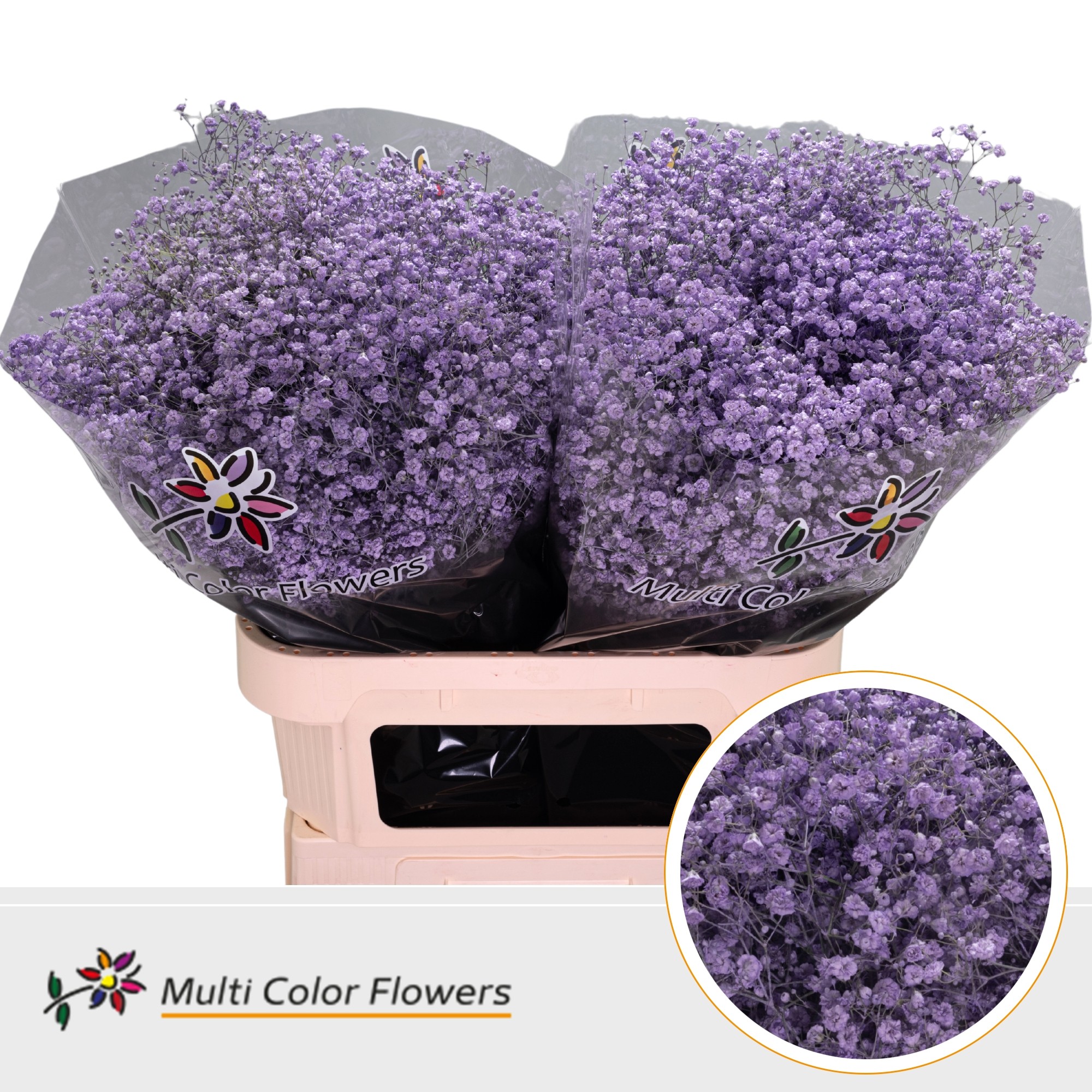 Срезанные цветы оптом Gyps large paint milka от 50шт. из Голландии с доставкой по России