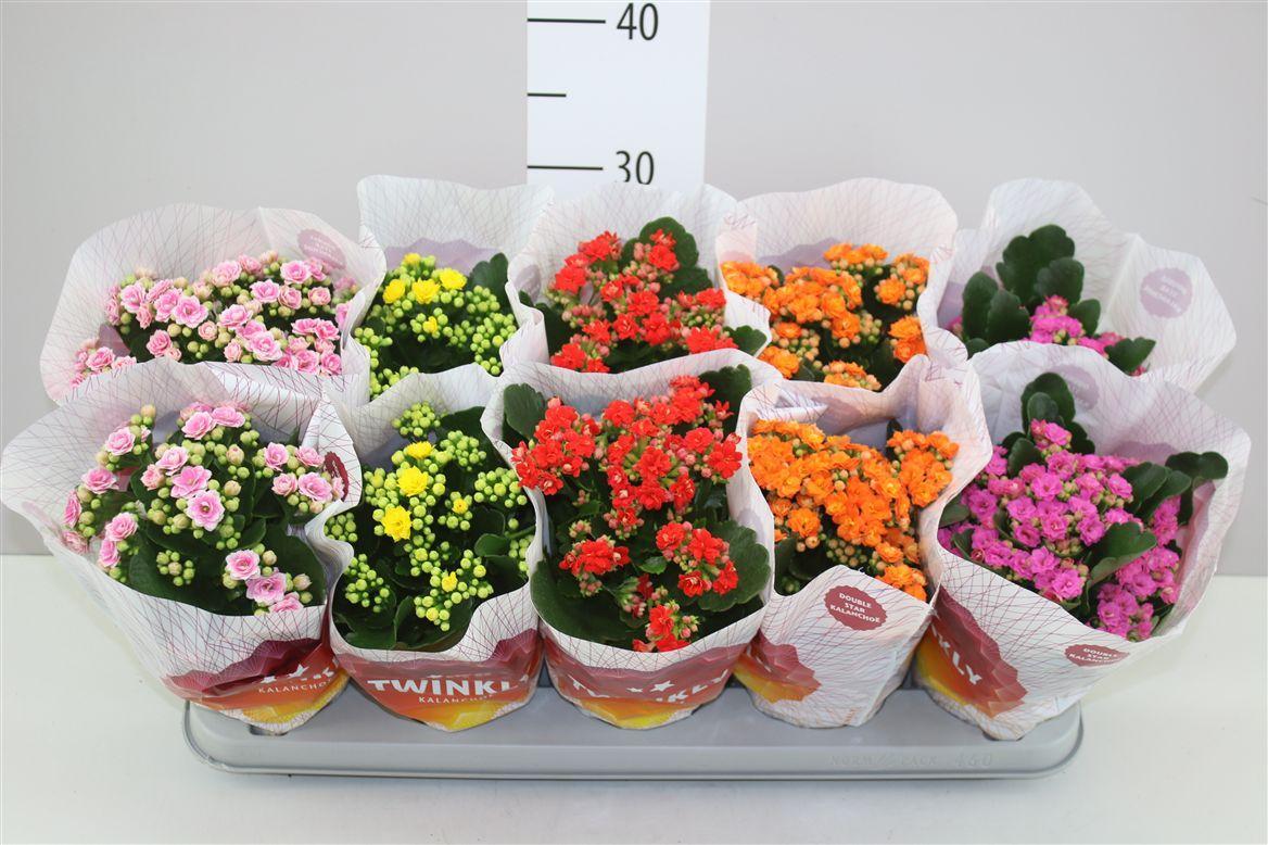 Горшечные цветы и растения оптом Kalanchoe Calandiva Mix от 10шт из Голландии с доставкой по России