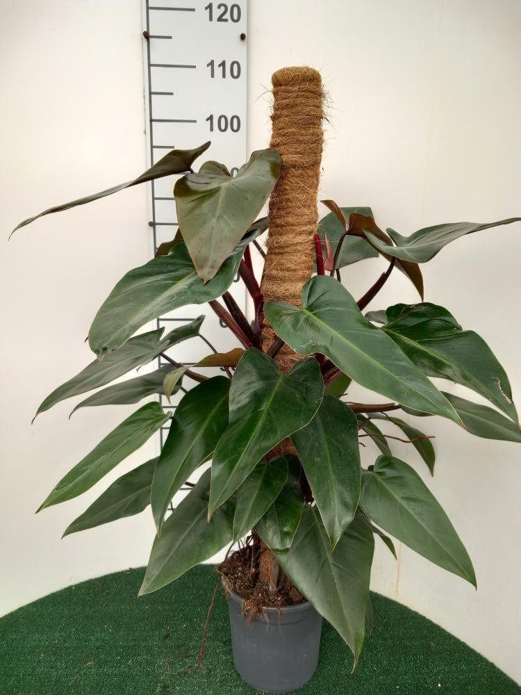 Горшечные цветы и растения оптом Phil Overig от 1шт из Голландии с доставкой по России