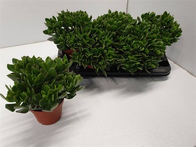 Горшечные цветы и растения оптом Crassula Sun Set от 5шт из Голландии с доставкой по России