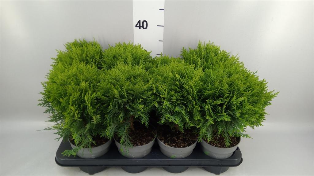 Горшечные цветы и растения оптом Thuja Occid. danica от 8шт из Голландии с доставкой по России