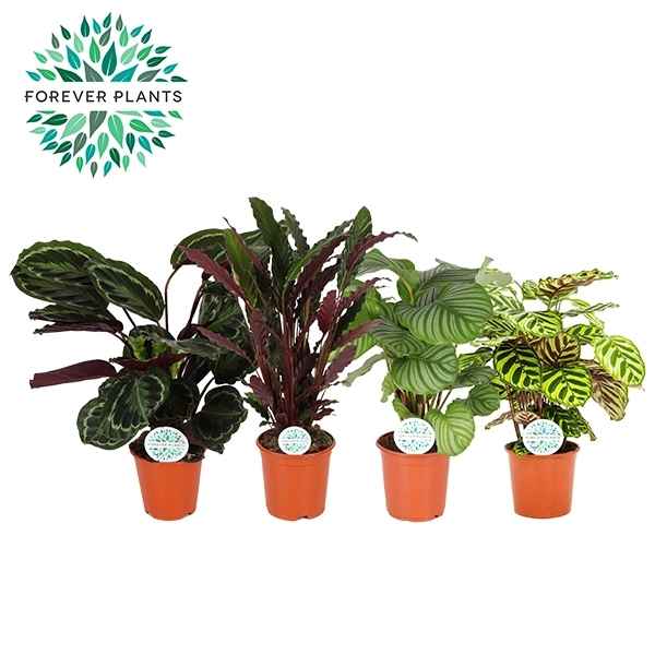 Горшечные цветы и растения оптом Calathea Mix от 1шт из Голландии с доставкой по России