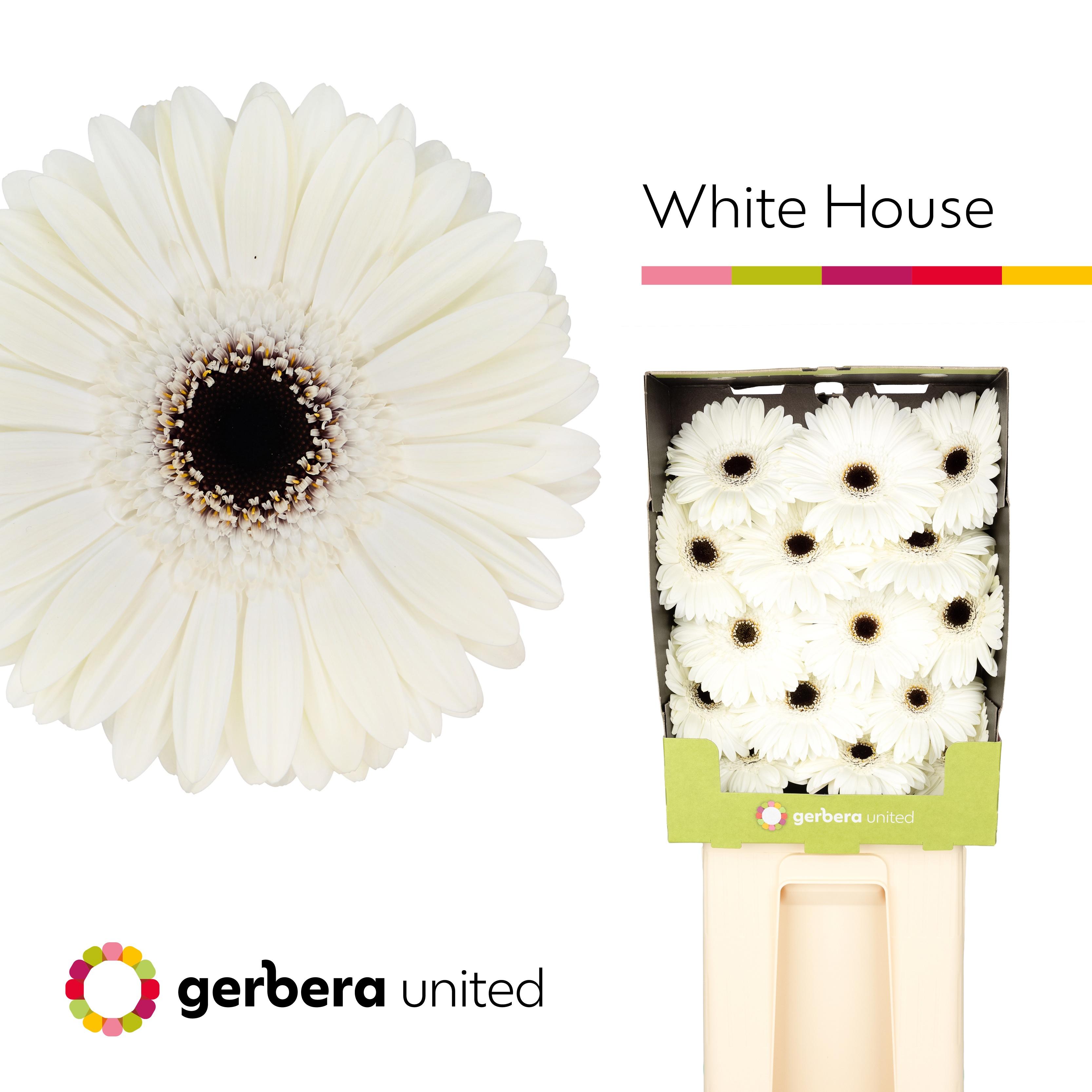 Срезанные цветы оптом Gerbera diamond white house от 45шт из Голландии с доставкой по России