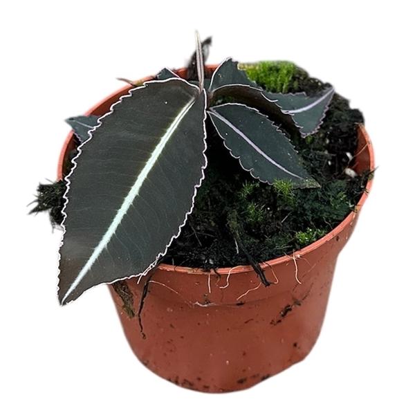 Горшечные цветы и растения оптом Labisia Pumila от 1шт из Голландии с доставкой по России