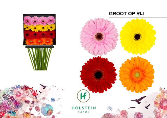 Срезанные цветы оптом Gerbera diamond mix in row от 15шт. из Голландии с доставкой по России