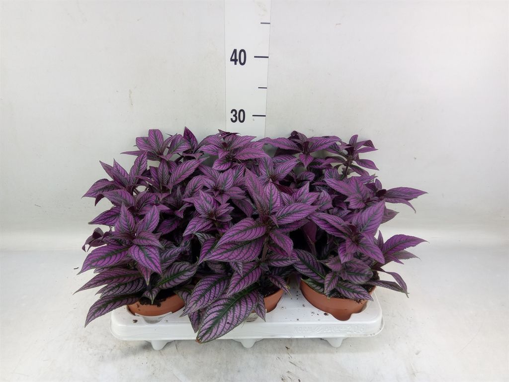 Горшечные цветы и растения оптом Strobilanthes от 6шт из Голландии с доставкой по России