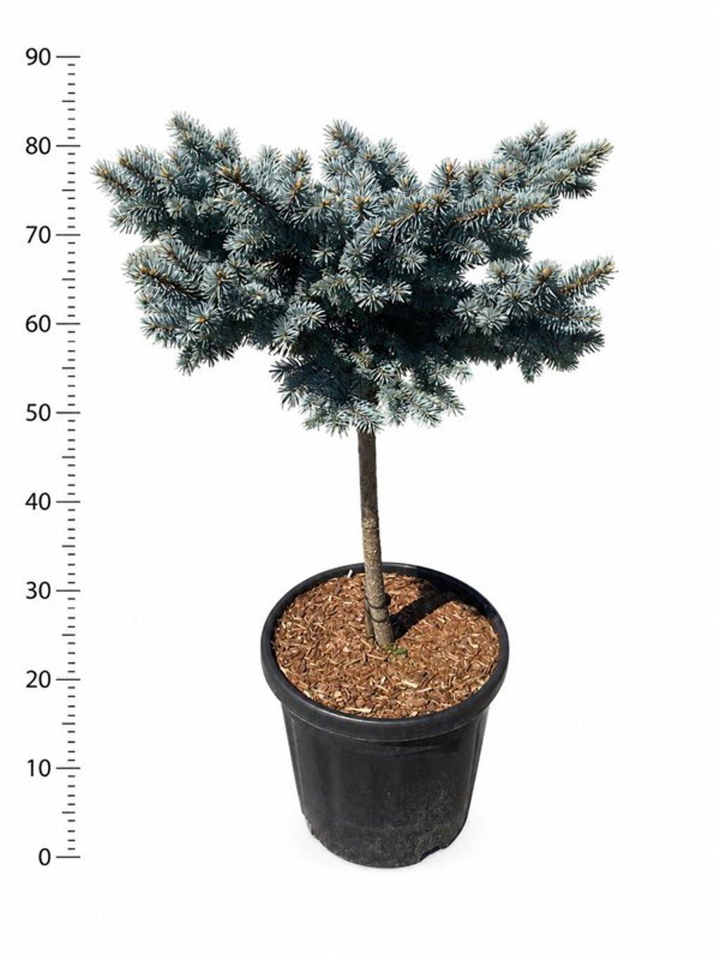 Горшечные цветы и растения оптом Picea Pungens Glauca Globosa On Stem от 1шт из Голландии с доставкой по России