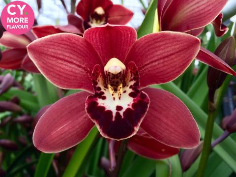 Срезанные цветы оптом Minicymbidium valerie от 6шт. из Голландии с доставкой по России