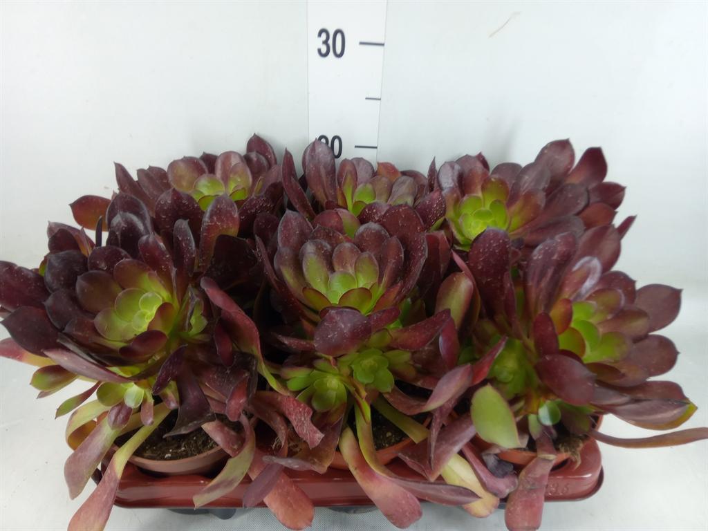 Горшечные цветы и растения оптом Aeonium   ... от 6шт из Голландии с доставкой по России