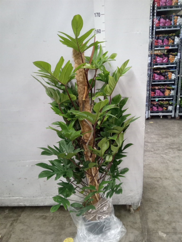 Горшечные цветы и растения оптом Philodendron Pedatum от 1шт из Голландии с доставкой по России